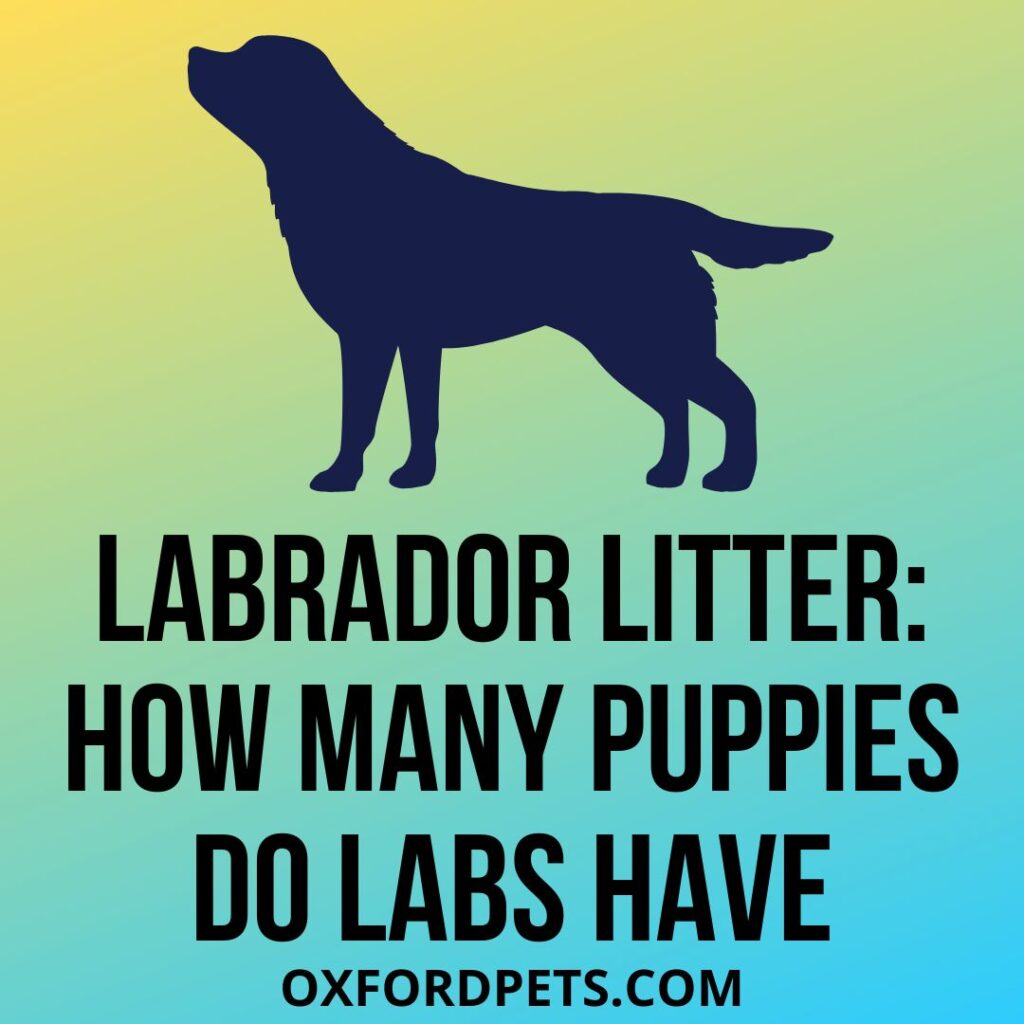Labrador Litter Size: [How Many Puppies Do Labs Have
