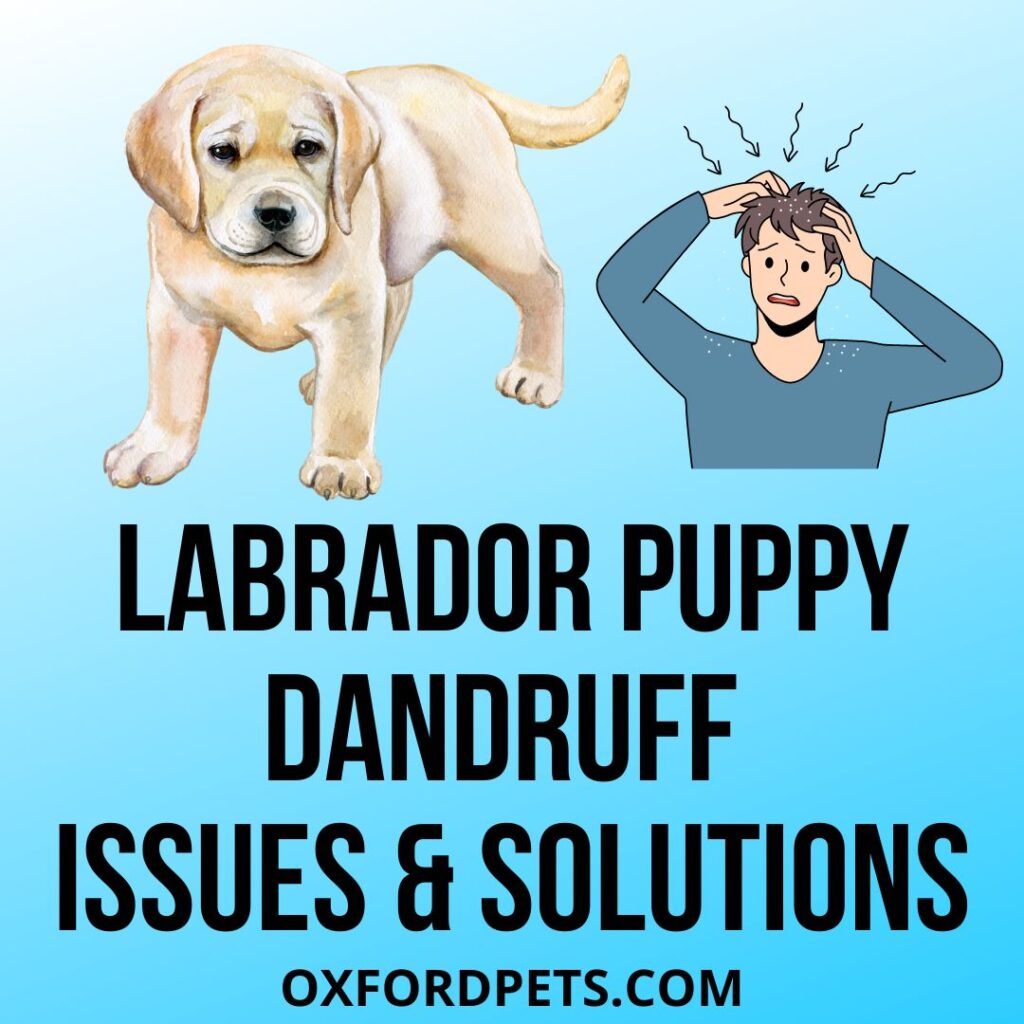 Labrador Puppy Dandruff Problem and Solution