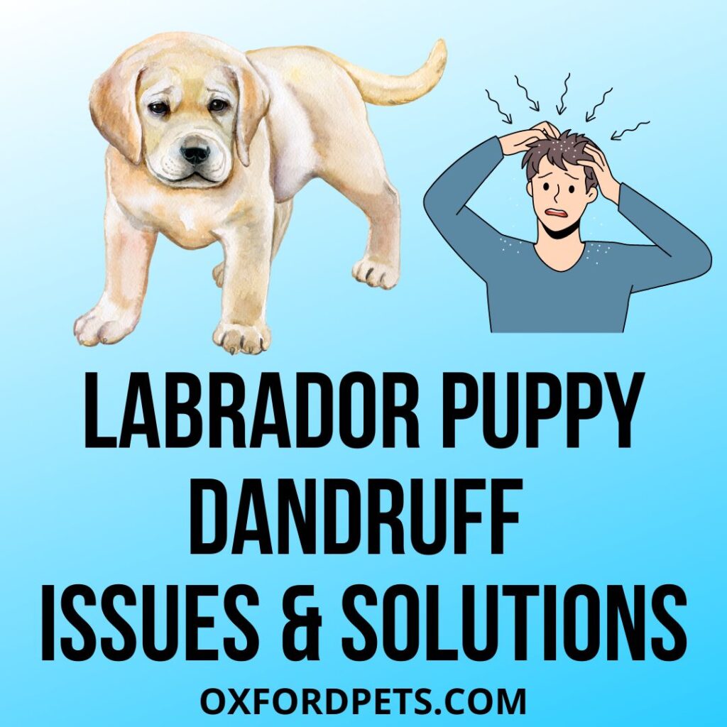 do-puppies-get-dandruff