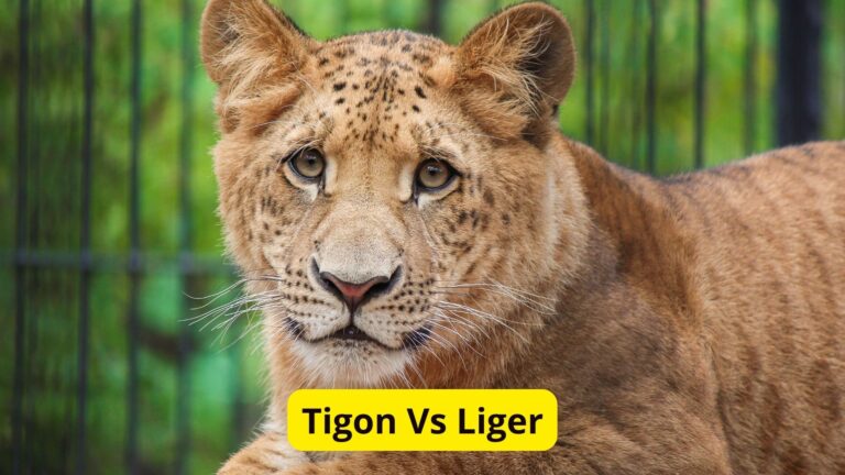 Liger Vs Tigon Comparison: 9 Key Differences - Oxford Pets