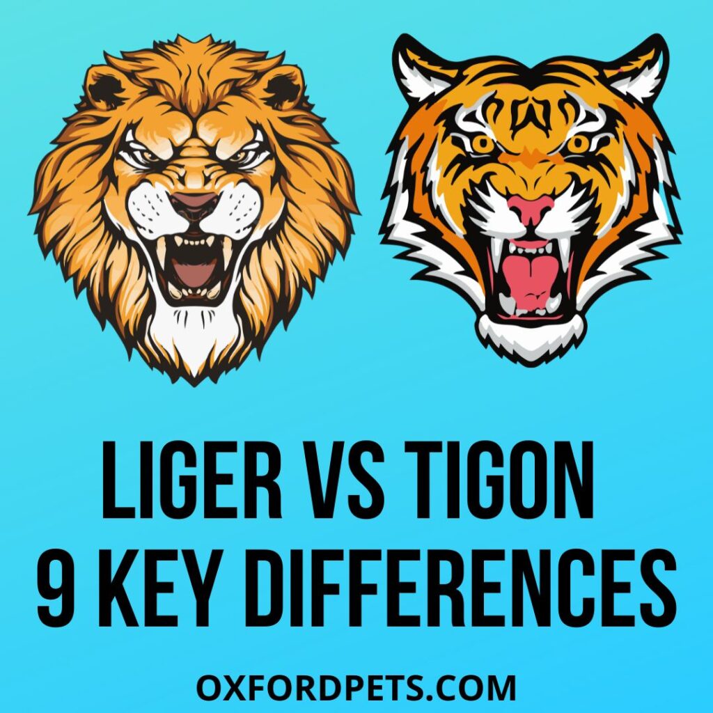 Liger Vs Tigon Comparison: 9 Key Differences