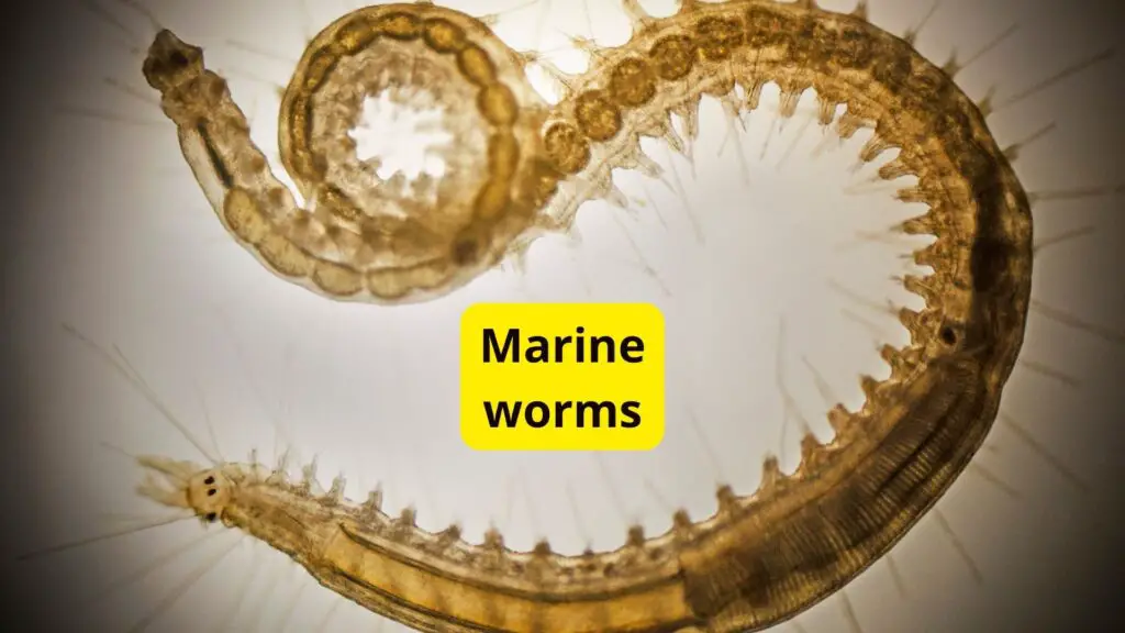 Marine Worms Pink Blood Creatures
