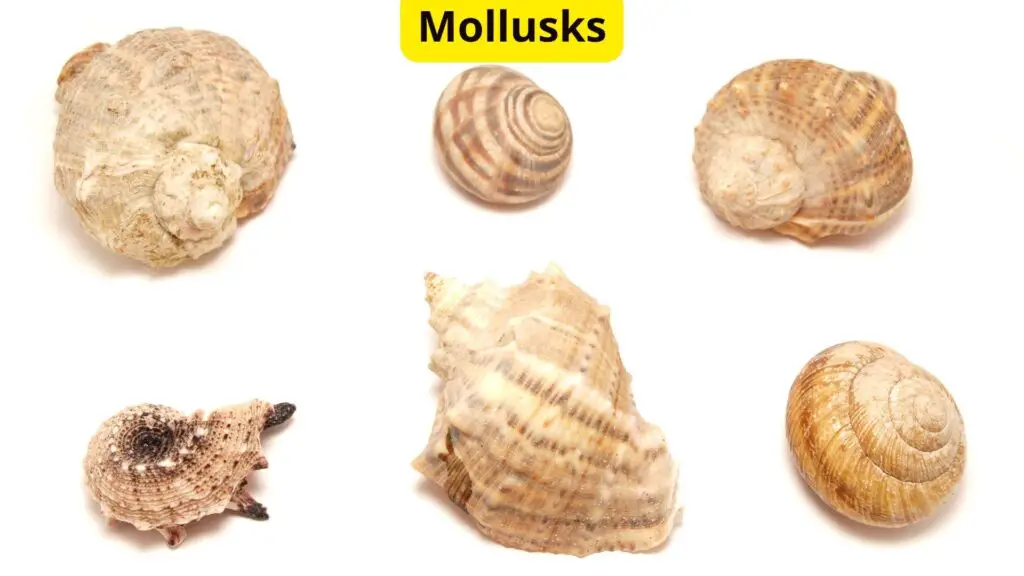Mollusks Without Blood 