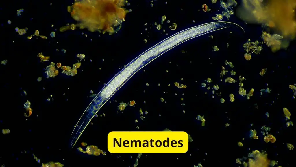 Nematodes Without Blood 