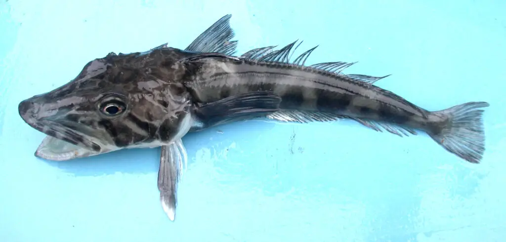 Ocellated Icefish With Clear Blood 