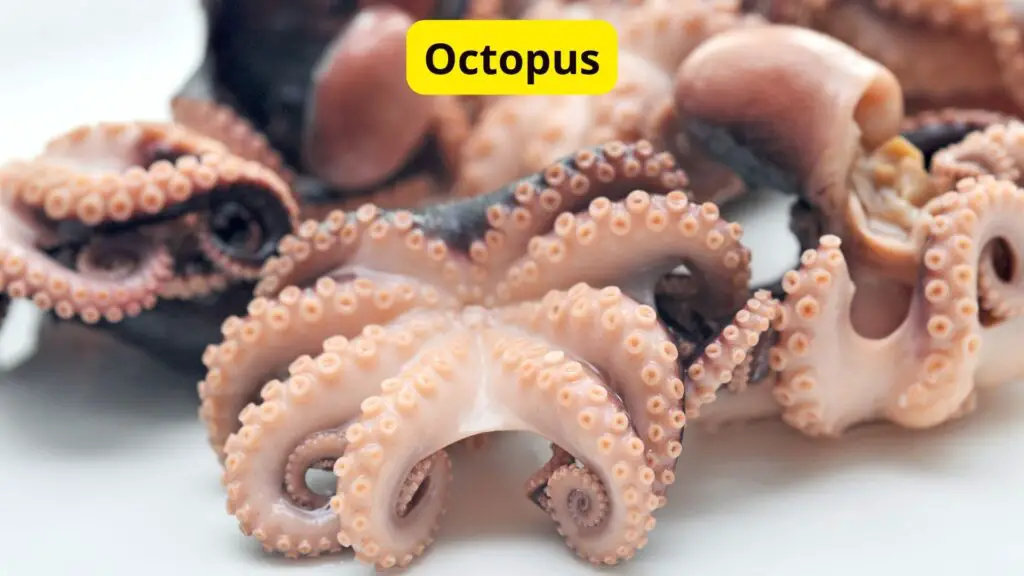 Octopuses Blue Blood Creatures