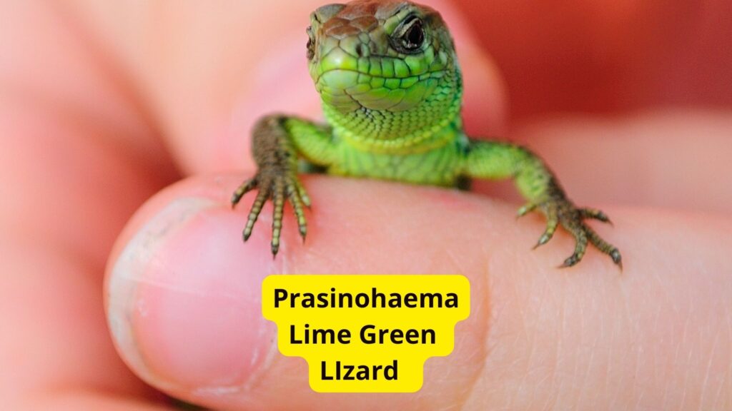 Prasinohaema Green Blood