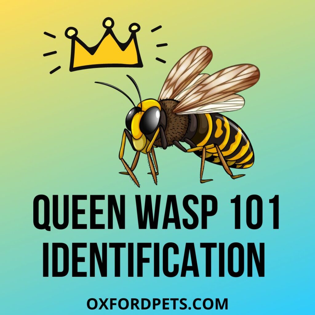 Queen Wasp Identification