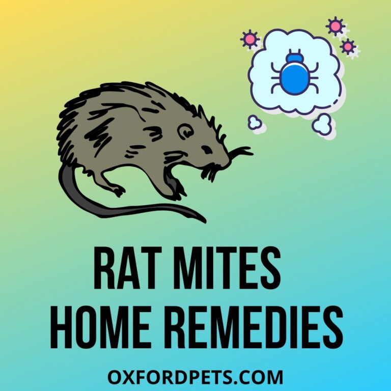 Mites On Rats Home Remedies 101 Guide Oxford Pets