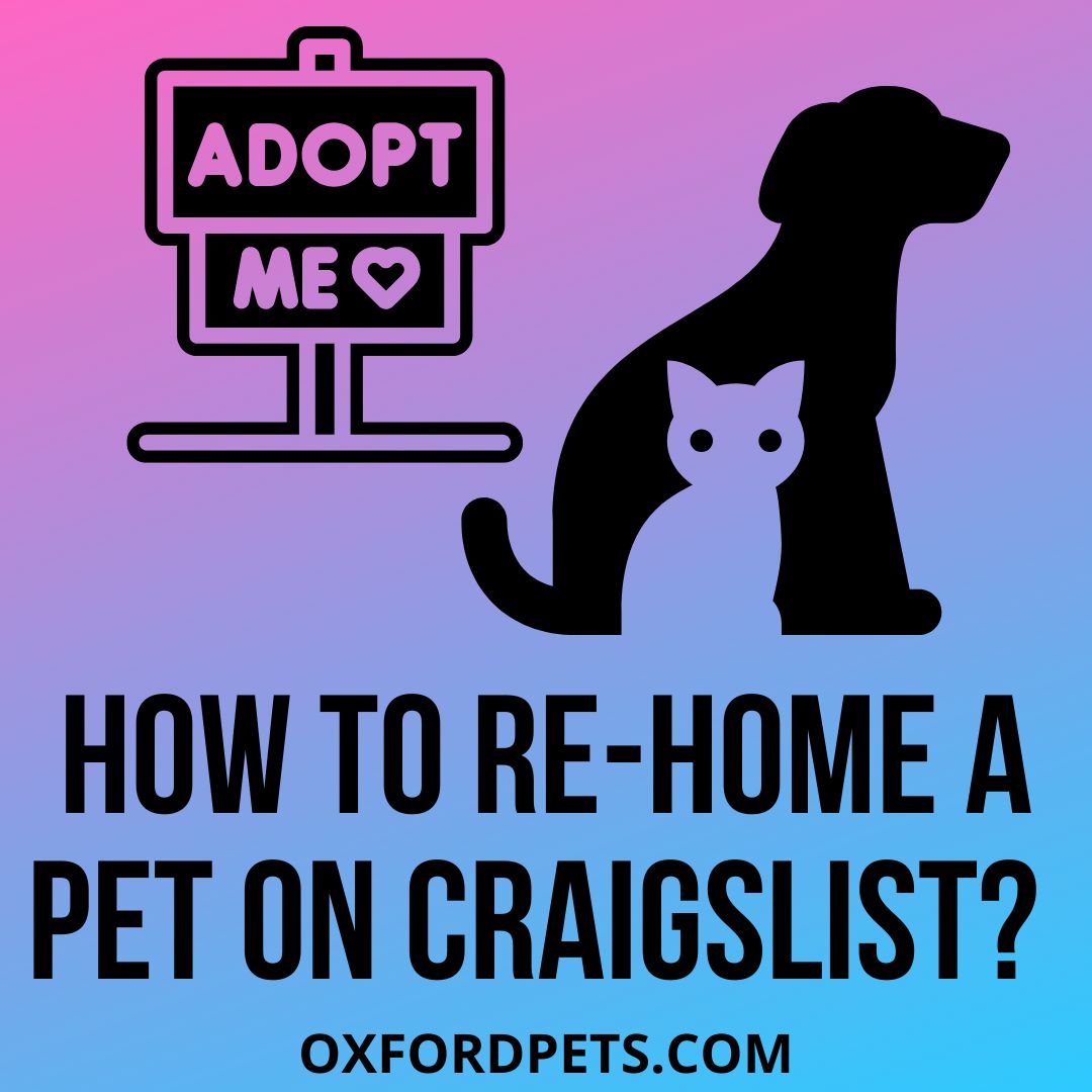 How to ReHome a Pet on Craigslist? 101 Facts Oxford Pets