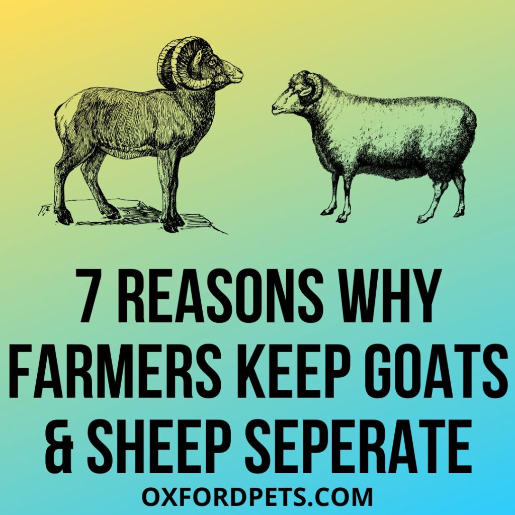 7 Reasons Why Farmers keep Goats and Sheep Seperate