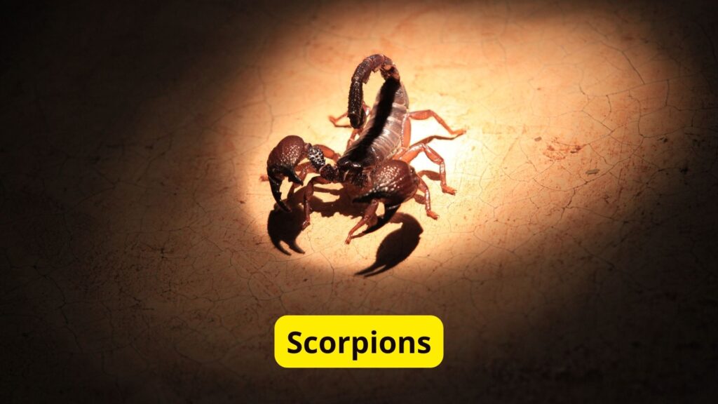 Scorpion Blue Blood Creatures