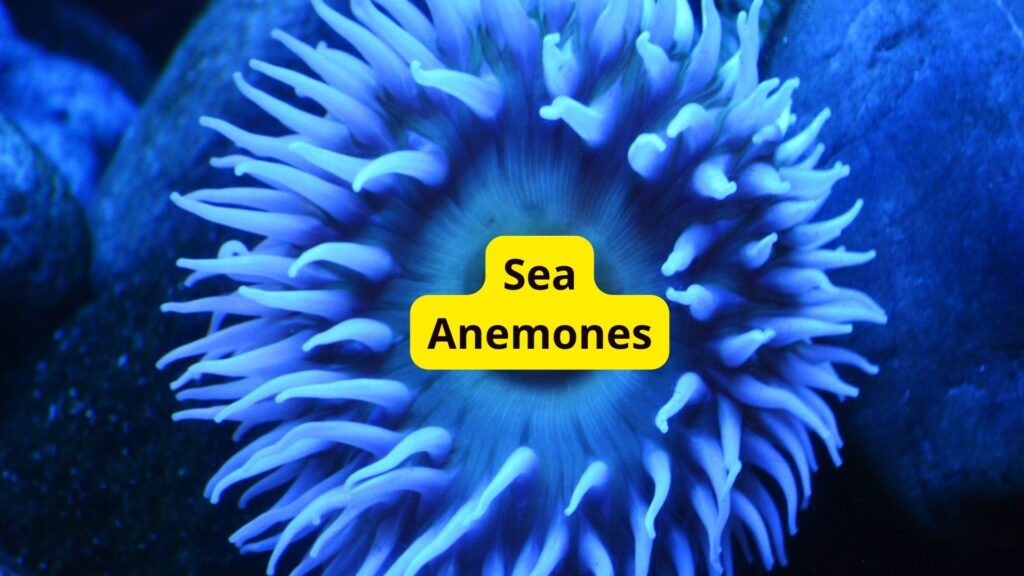 Sea Anemones Without Blood 