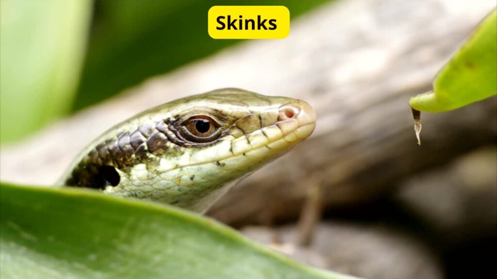 Skinks Green Blood