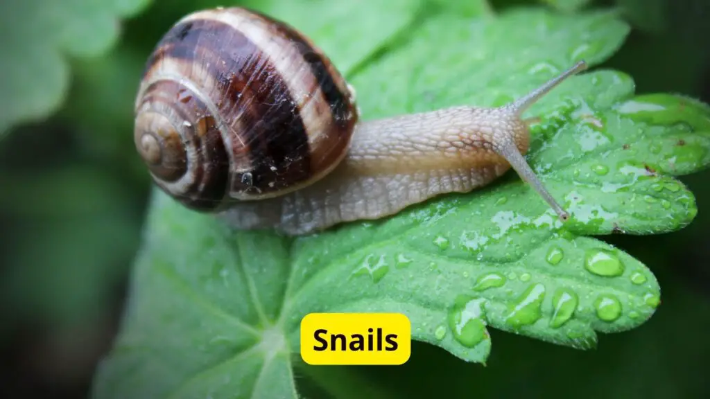 Snails Blue Blood Creatures