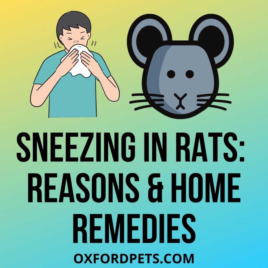 Sneezing-In-Rats