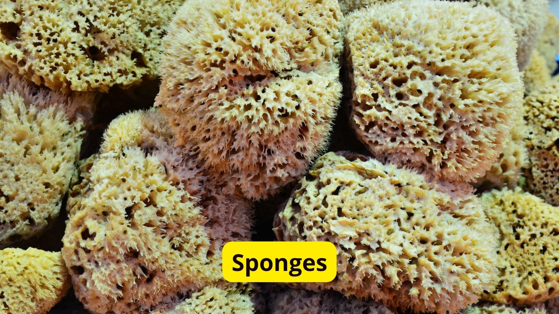 25 Animals With Different Colored Blood Blue, Green, Purple & More