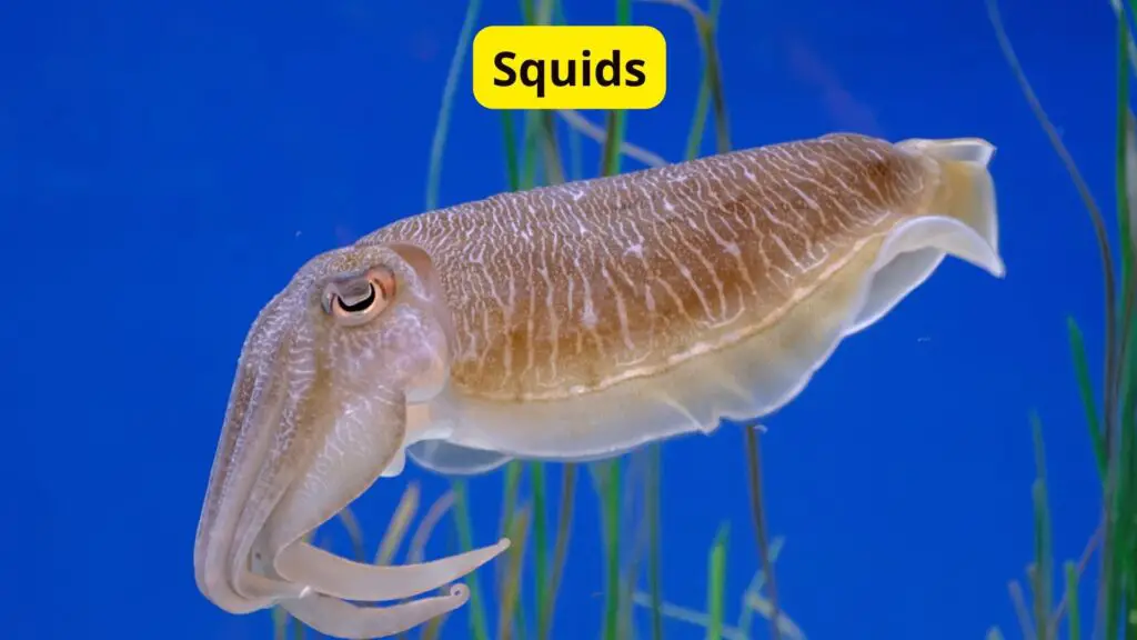 Squids Blue Blood Creatures