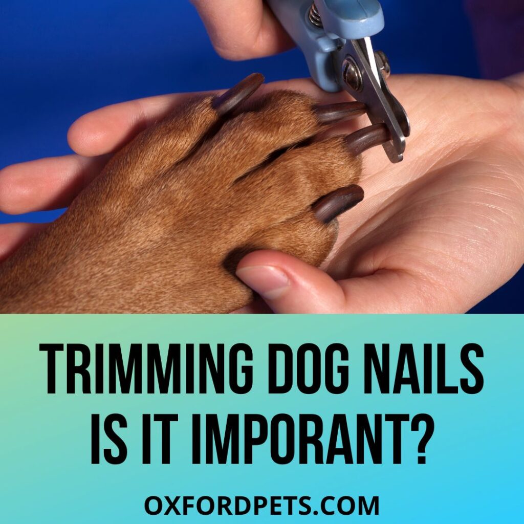Importance of Trimming Dog Nails