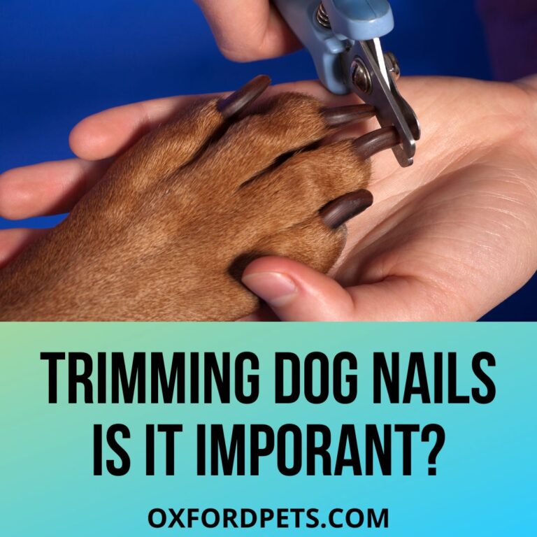 Trimming Dog Nails Is It Necessary Or Optional? Oxford Pets