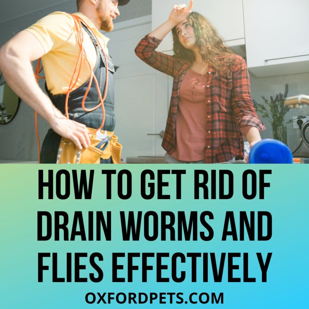 Ways To Get Rid of Drain Worms and Flies