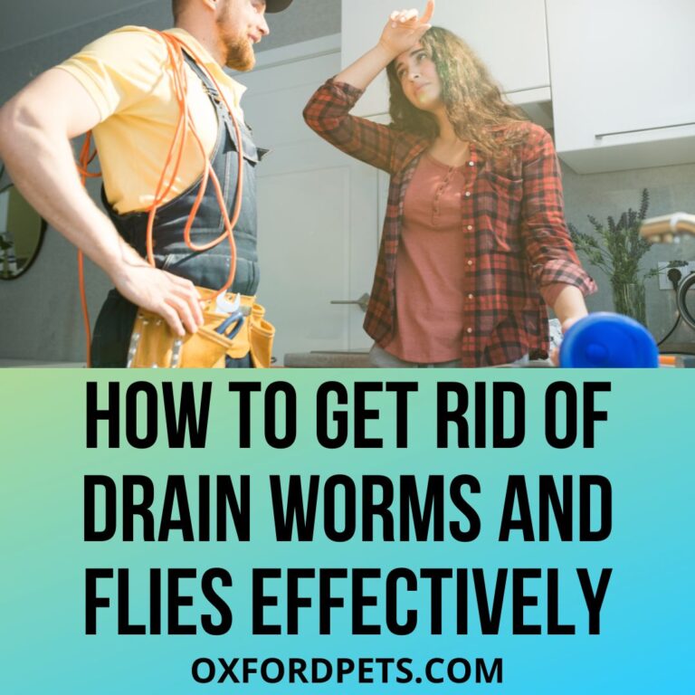 15+ Ways to Get Rid of Drain Worms and Flies Oxford Pets