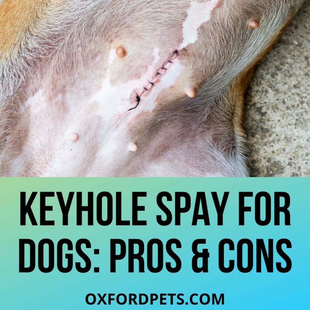 What Is A Keyhole Spay For Dogs