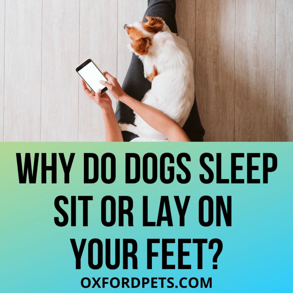Why Do Dogs Sleep, Sit or Lay on Your Feet?