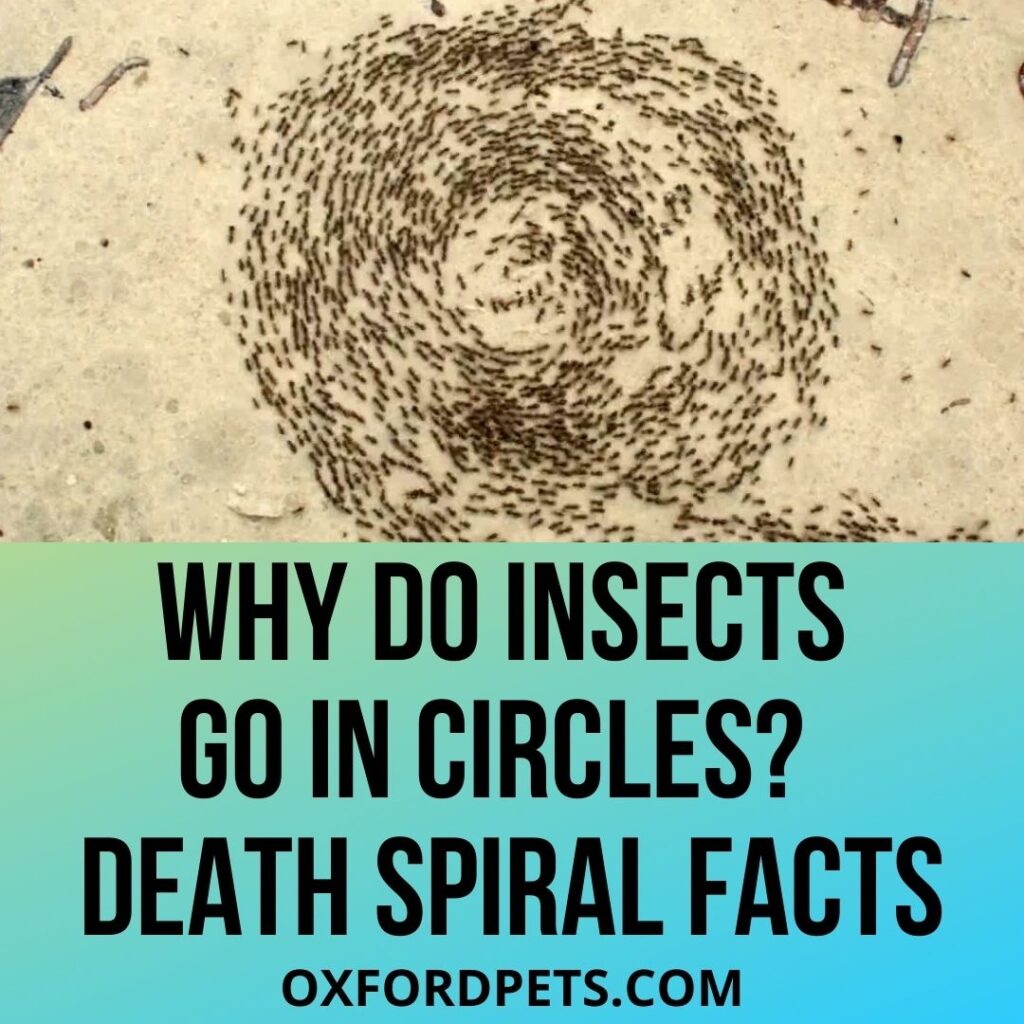 Why Do Insects Go in Circles? The Death Spiral 101 Review