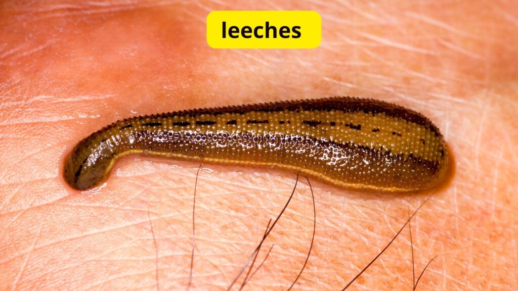 Leech Green Blood