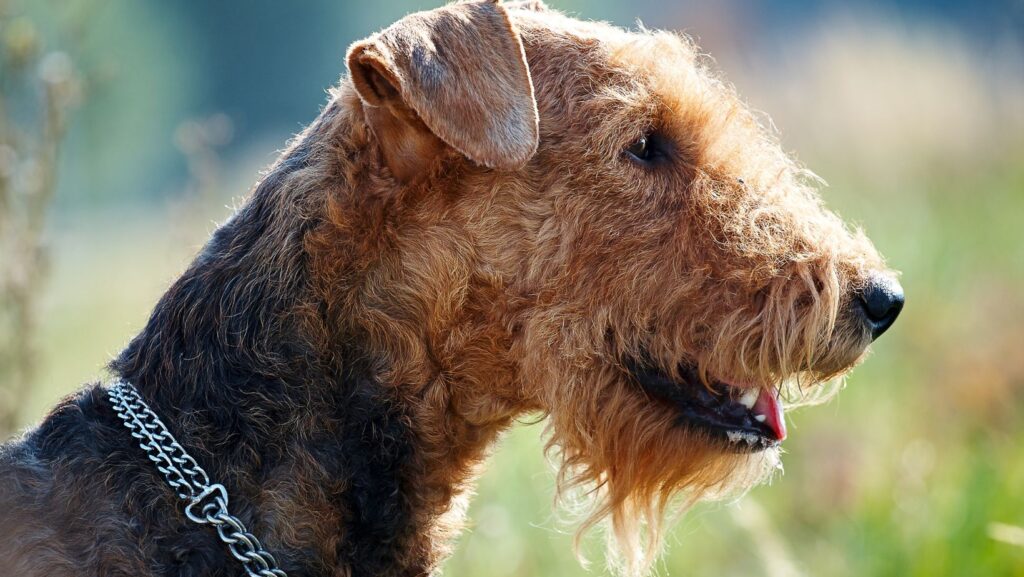 Airedale Terrier