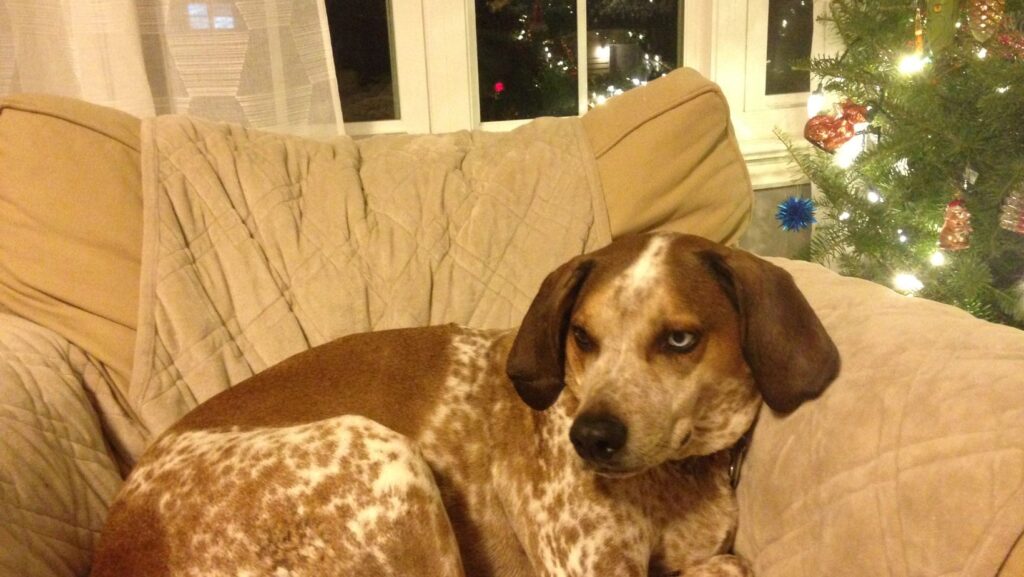 Black and tan Coonhound