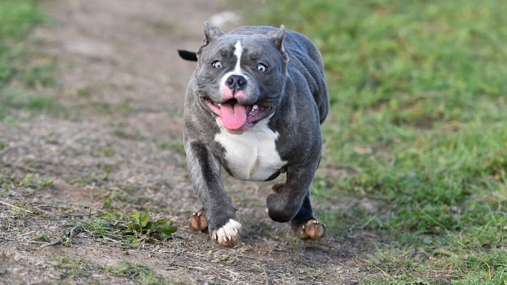 American bully