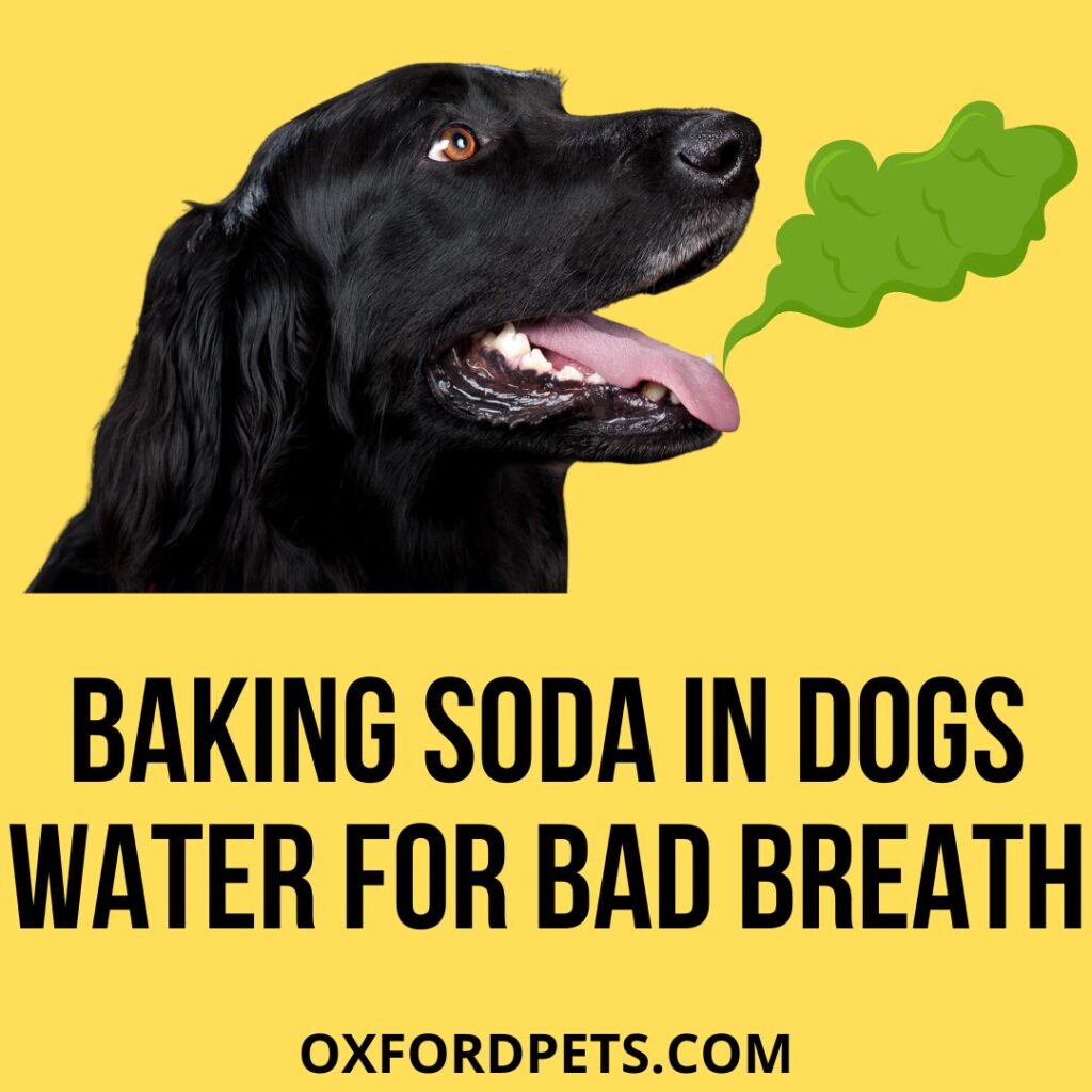Baking Soda In Dogs Water For Bad Breath