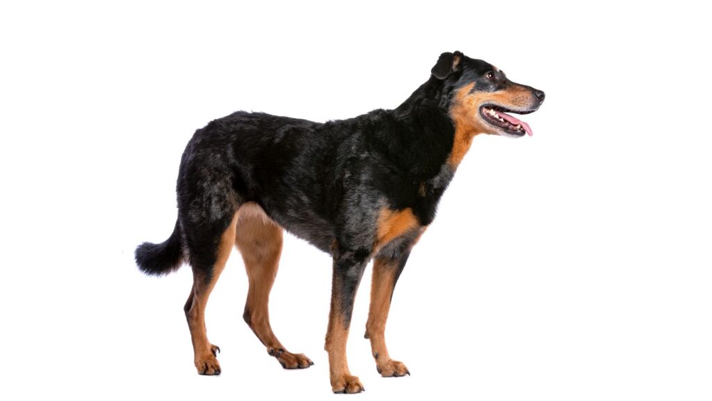 Beauceron