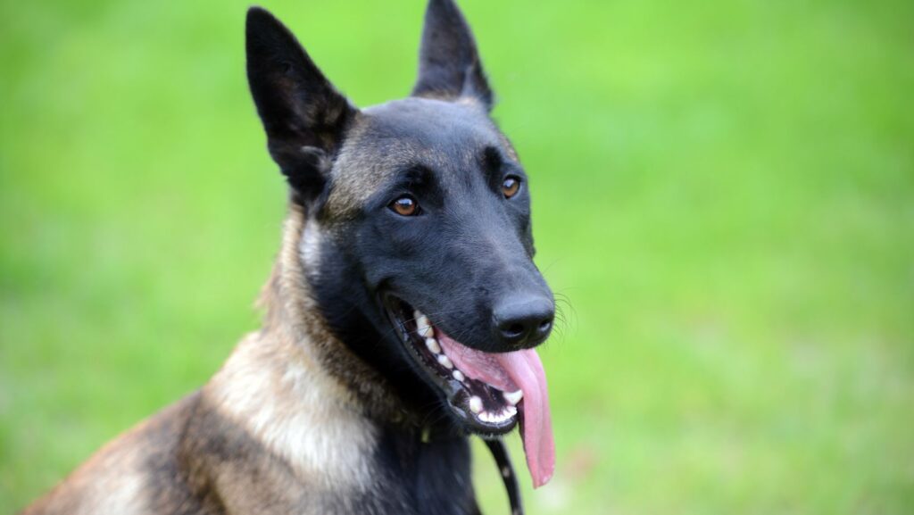 Belgian Malinois