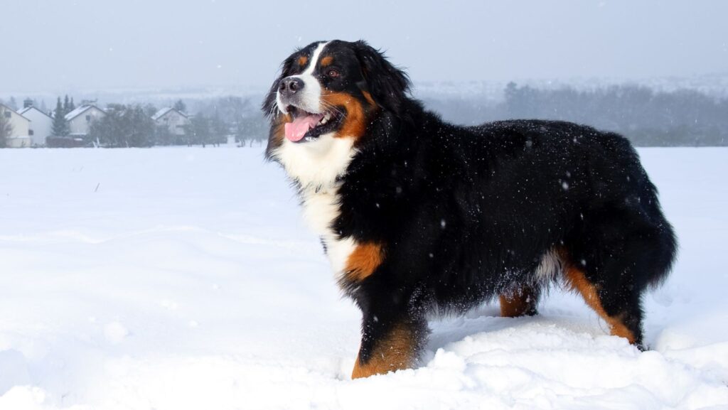 Bernese mountain dog