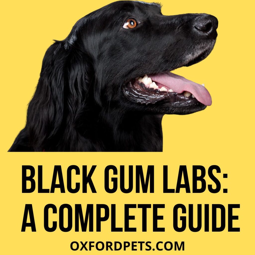 Black Gum Labs