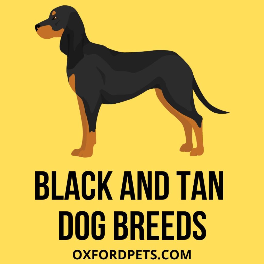 Black And Tan Dog Breeds