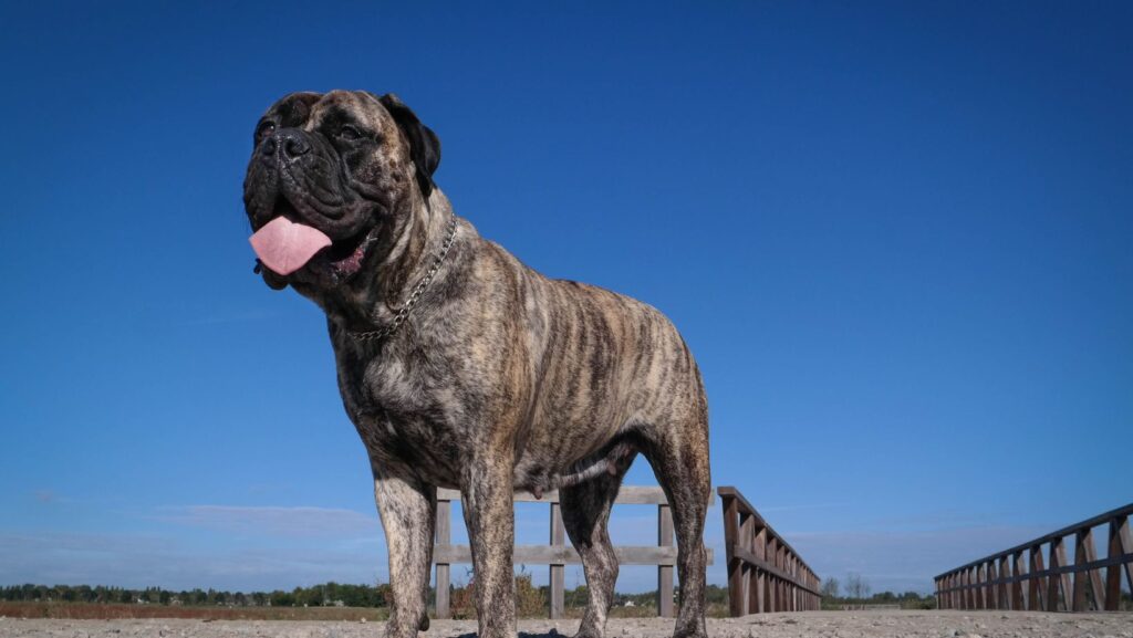 Bullmastiff: