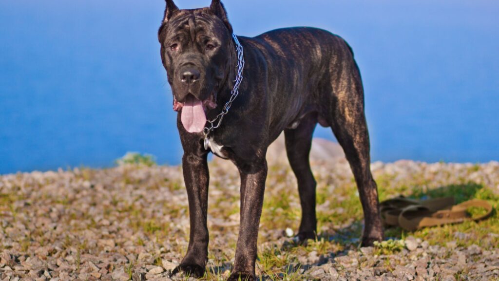 Cane Corso