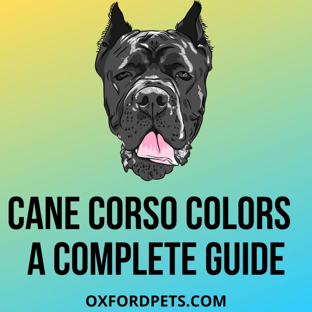 Cane Corso Colors