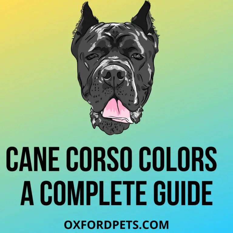 Cane Corso Colors A Complete Guide Oxford Pets