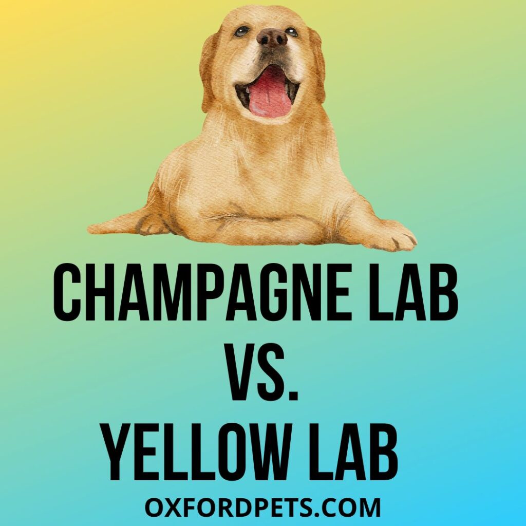Champagne Labrador Vs Yellow Labrador