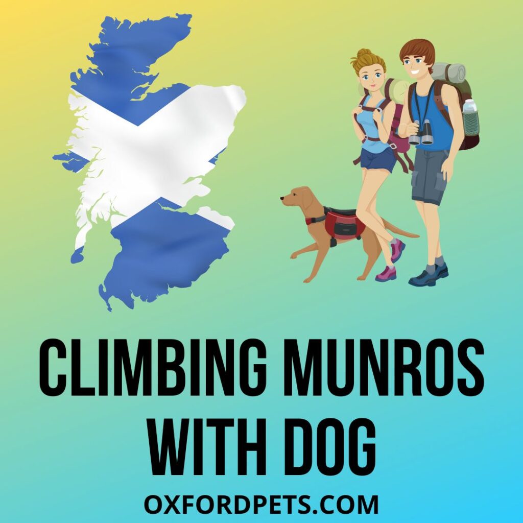 Climbing Munros With Dogs