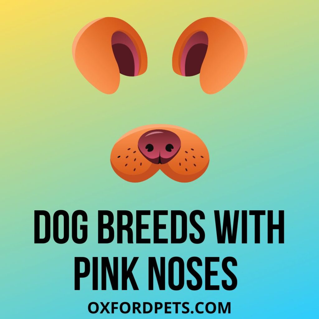 Dog Breeds With Pink Noses