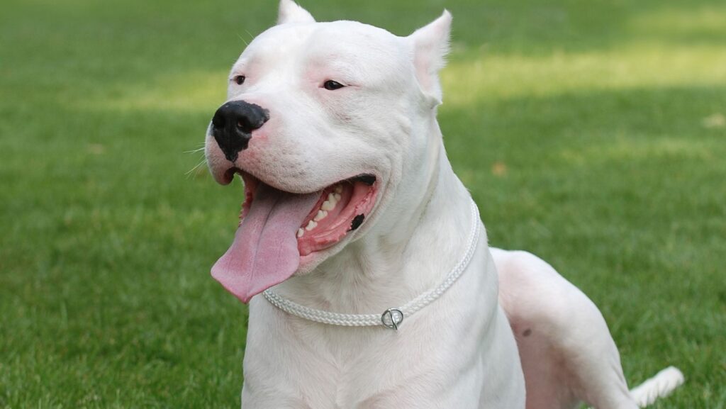 Dogo Argentino