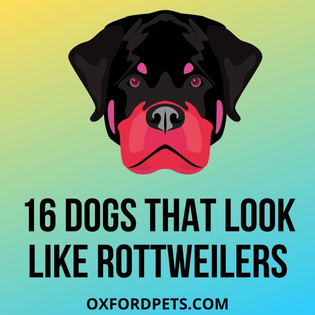 16 Dogs That Look Like Rottweilers