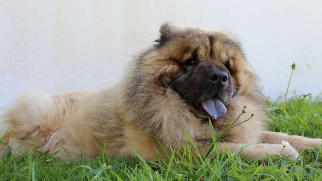 Eurasier