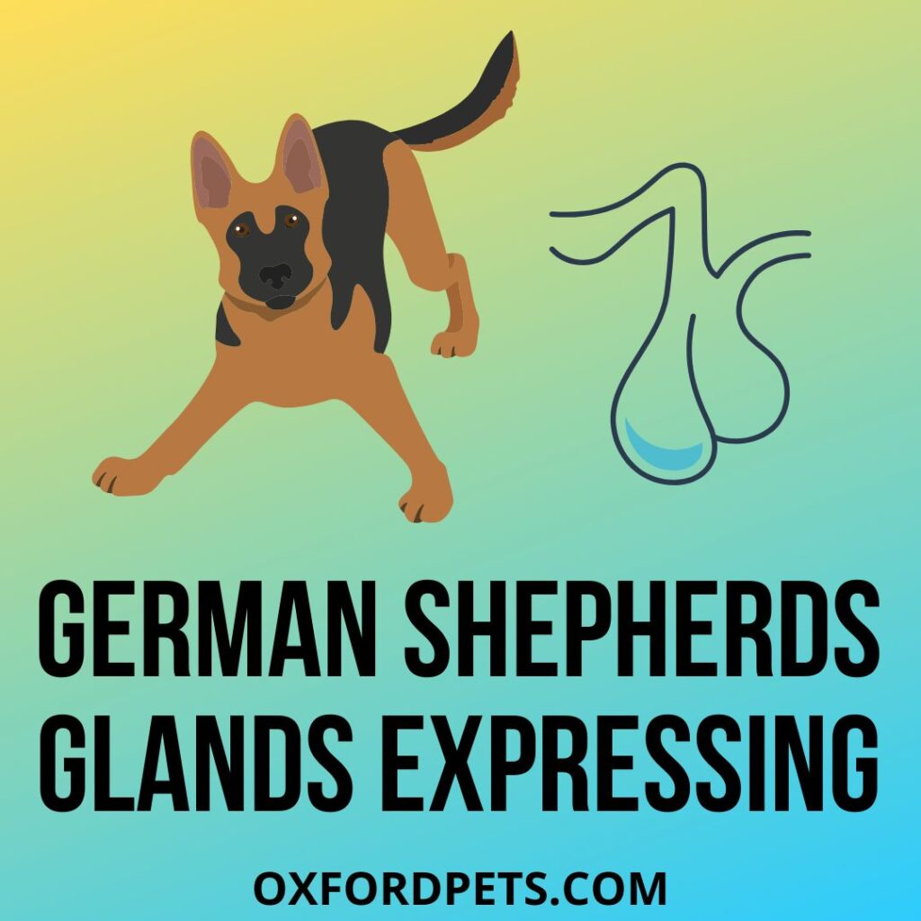 German Shepherds Glands Expressing